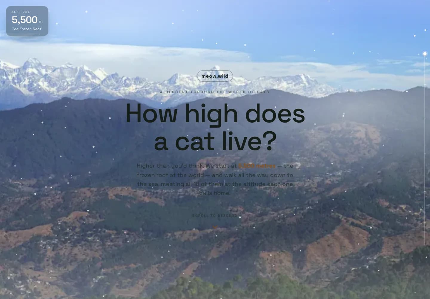 meow.wild · public build capture